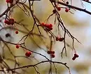 8 Mekar, shrub hiasan anu cocog pikeun budidaya di Siberia 5027_32