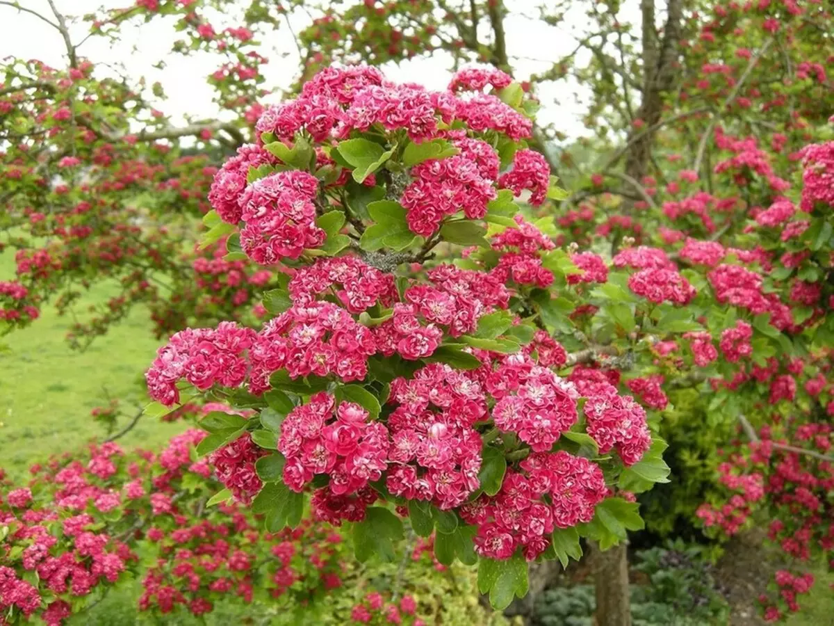 8 blooming decorative shrubs that are suitable for cultivation in Siberia 5027_33