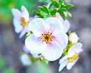 8 arbustos decorativos de florescência que são adequados para cultivo na Sibéria 5027_36