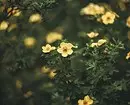 8 cvatnje ukrasnih grmova koji su prikladni za uzgoj u Sibiru 5027_37