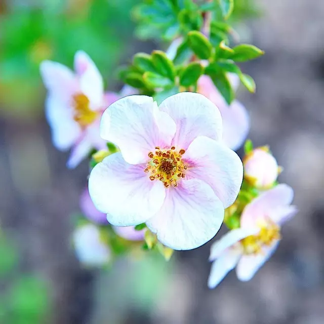 8 cvatnje ukrasnih grmova koji su prikladni za uzgoj u Sibiru 5027_40