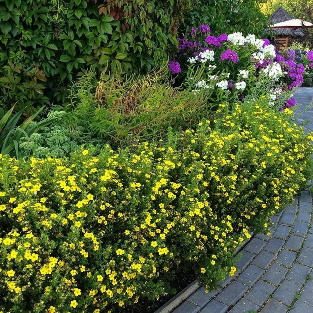 8 blomstrende dekorative busker som er egnet for dyrking i Sibir 5027_42
