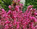 8 Bloom shrubs dekorasi sing cocog kanggo budidaya ing Siberia 5027_5