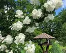 8 Blooming shrubs na ado wanda ya dace da namo a Siberiya 5027_60