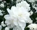 8 arbustes décoratifs en fleurs qui conviennent à la culture en Sibérie 5027_62
