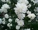 Sibirya'da yetiştiriciliğe uygun 8 çiçek açan dekoratif çalılar 5027_63