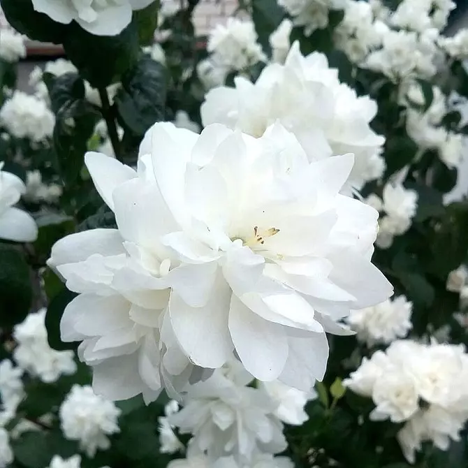 8 blooming decorative shrubs that are suitable for cultivation in Siberia 5027_66