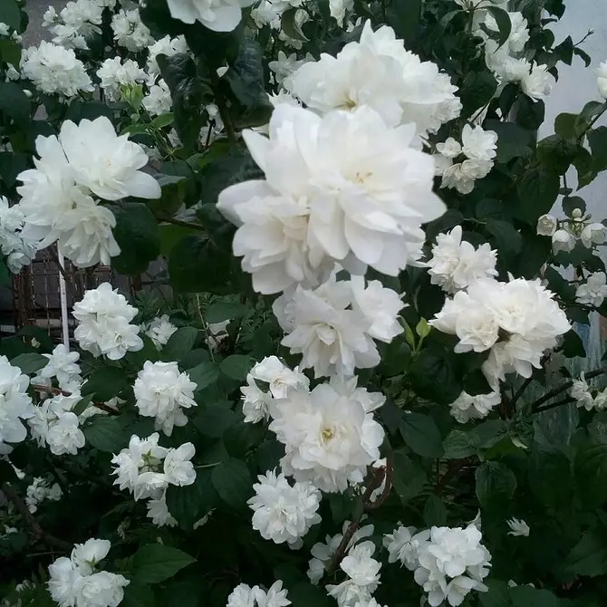 Sibirya'da yetiştiriciliğe uygun 8 çiçek açan dekoratif çalılar 5027_67