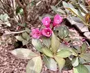 8 Blooming shrubs na ado wanda ya dace da namo a Siberiya 5027_7