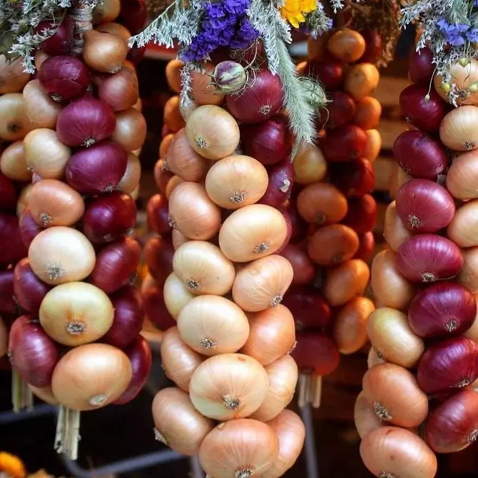 Where to store onions so that it remains fresh: 10 right ways for the apartment 503_69
