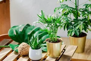 10 plantas que crecen incluso en un balcón frío. 5068_1