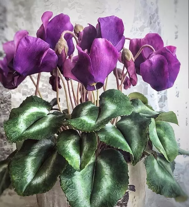 10 planter, der vokser selv på en kold balkon 5068_11