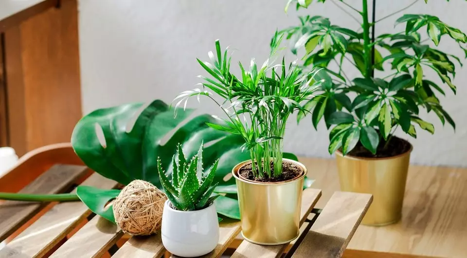 10 plantas que crecen incluso en un balcón frío.