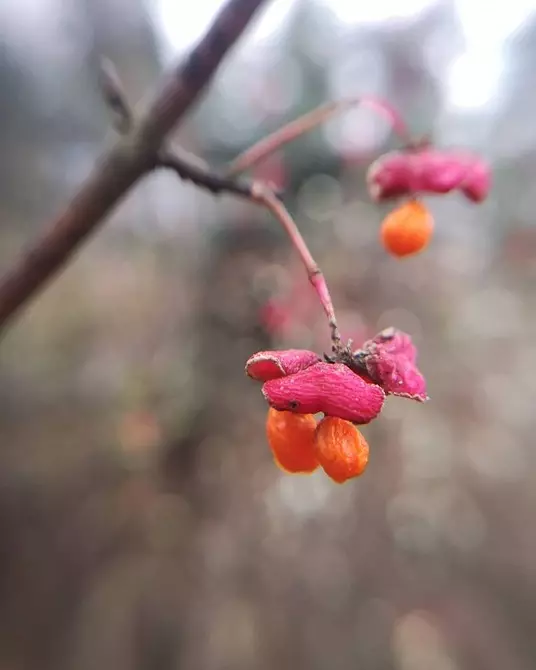 10 plantas que crecen incluso en un balcón frío. 5068_35