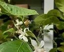 10 φυτά που αναπτύσσονται ακόμη και σε ένα κρύο μπαλκόνι 5068_37
