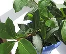 冷たいバルコニーでも成長する10の植物 5068_42