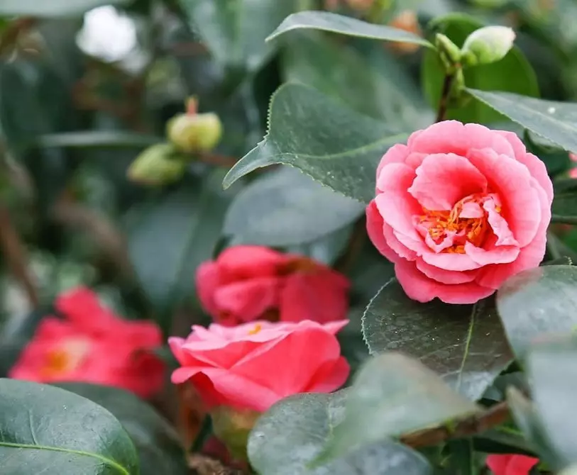 10 planten die groeien, zelfs op een koud balkon 5068_5