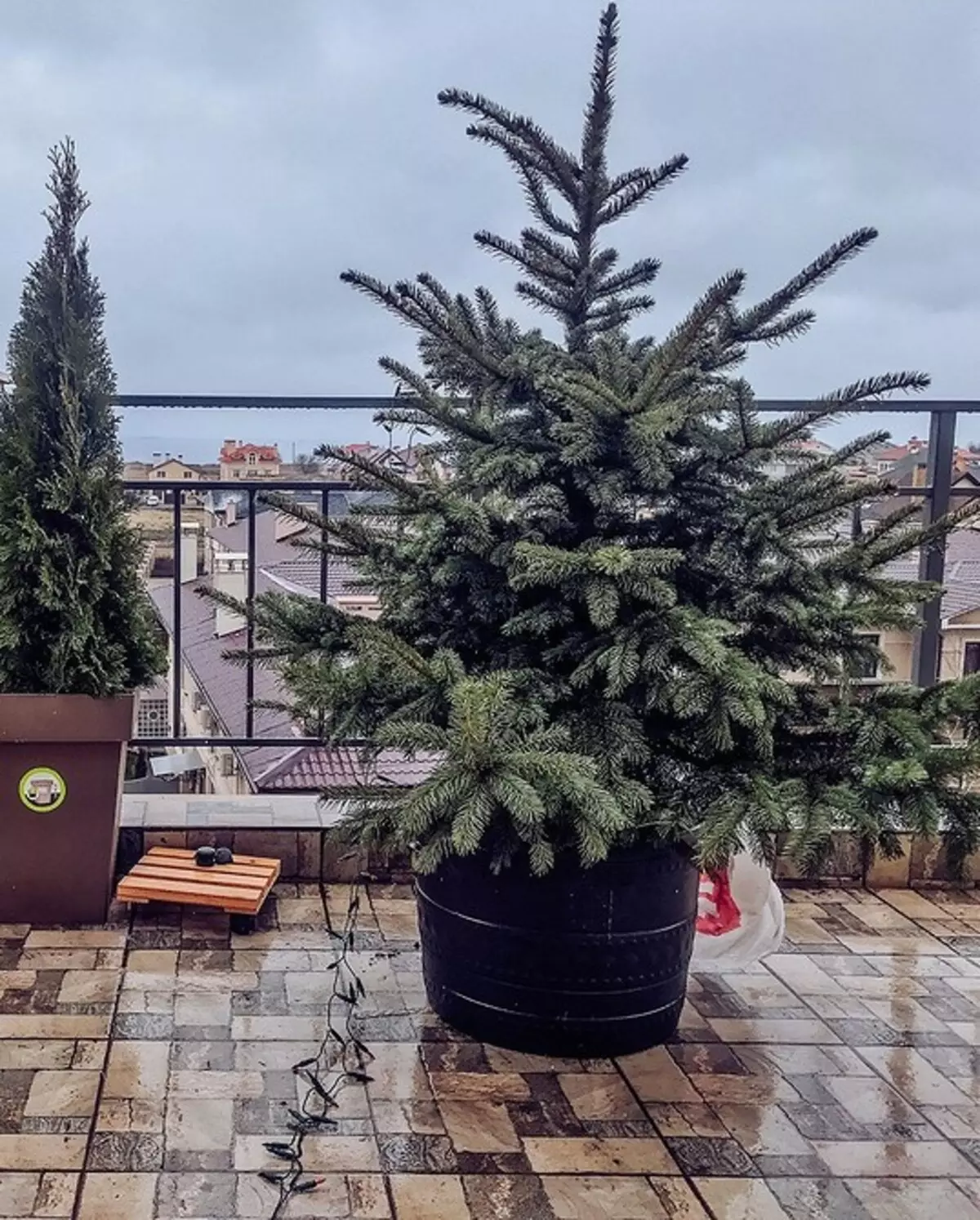10 plantes que creixen fins i tot en un balcó fred 5068_50