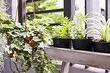 7 plantes arrissades per a una loggia càlida