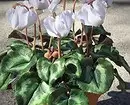 10 plantas que crecen incluso nunha terraza fría 5068_8