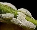इनडोर पौधों की कीट: शीर्षक, फोटो और उनके साथ कैसे निपटें 5080_11