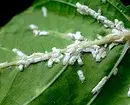 इनडोर पौधों की कीट: शीर्षक, फोटो और उनके साथ कैसे निपटें 5080_12