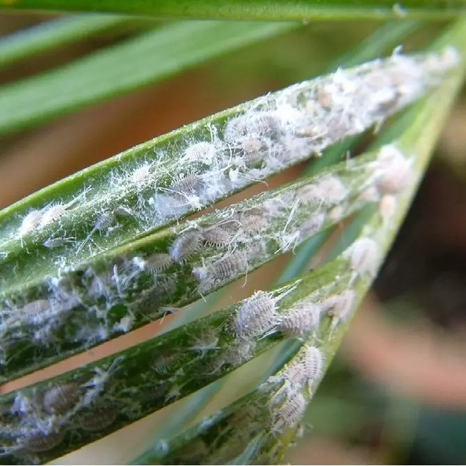 इनडोर पौधों की कीट: शीर्षक, फोटो और उनके साथ कैसे निपटें 5080_13