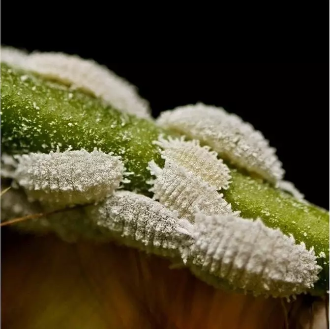 इनडोर पौधों की कीट: शीर्षक, फोटो और उनके साथ कैसे निपटें 5080_14