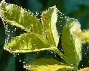इनडोर पौधों की कीट: शीर्षक, फोटो और उनके साथ कैसे निपटें 5080_18