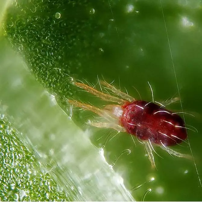 इनडोर पौधों की कीट: शीर्षक, फोटो और उनके साथ कैसे निपटें 5080_19