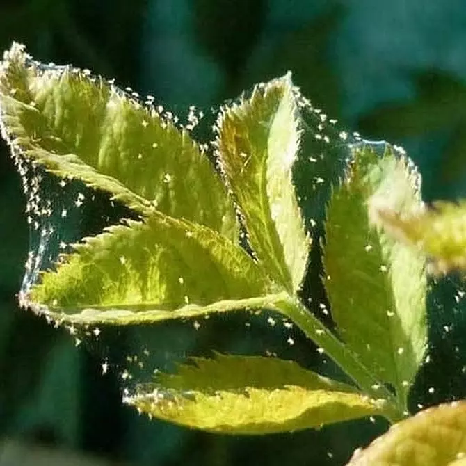 इनडोर पौधों की कीट: शीर्षक, फोटो और उनके साथ कैसे निपटें 5080_20