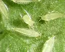 इनडोर पौधों की कीट: शीर्षक, फोटो और उनके साथ कैसे निपटें 5080_23