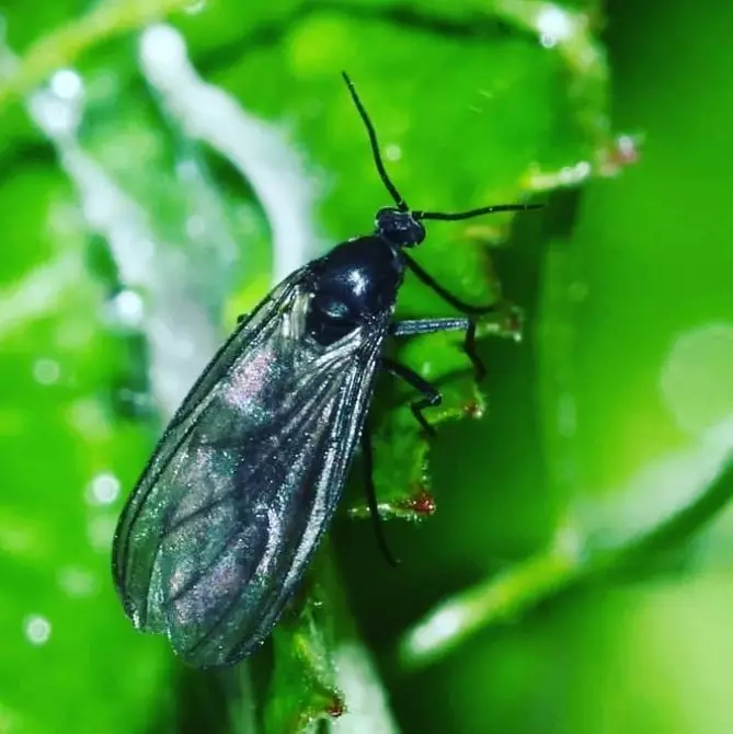 Pest di piante da interno: titoli, foto e come affrontarli 5080_33