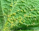 इनडोर पौधों की कीट: शीर्षक, फोटो और उनके साथ कैसे निपटें 5080_35