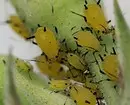 इनडोर पौधों की कीट: शीर्षक, फोटो और उनके साथ कैसे निपटें 5080_36
