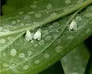 इनडोर पौधों की कीट: शीर्षक, फोटो और उनके साथ कैसे निपटें 5080_41
