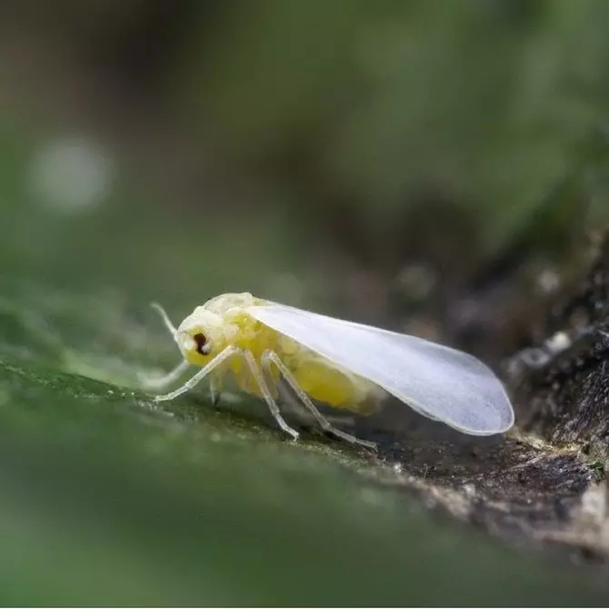 Pest di piante da interno: titoli, foto e come affrontarli 5080_42