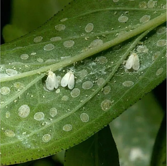 इनडोर पौधों की कीट: शीर्षक, फोटो और उनके साथ कैसे निपटें 5080_43