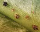 इनडोर पौधों की कीट: शीर्षक, फोटो और उनके साथ कैसे निपटें 5080_5
