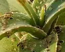इनडोर पौधों की कीट: शीर्षक, फोटो और उनके साथ कैसे निपटें 5080_6