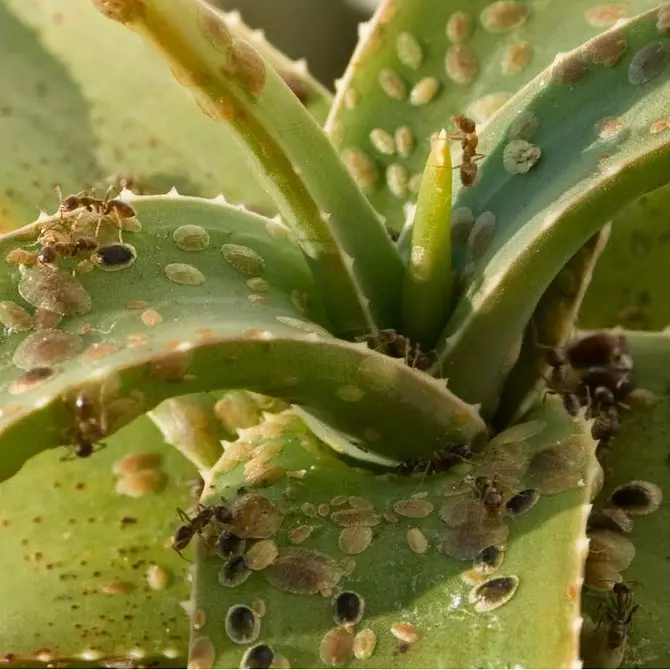 इनडोर पौधों की कीट: शीर्षक, फोटो और उनके साथ कैसे निपटें 5080_8