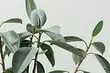 इनडोर पौधों की 6 सबसे लगातार बीमारियां और उनका इलाज कैसे करें