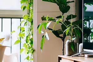 7 consigli importanti per la cura delle piante da interno in inverno 5177_1