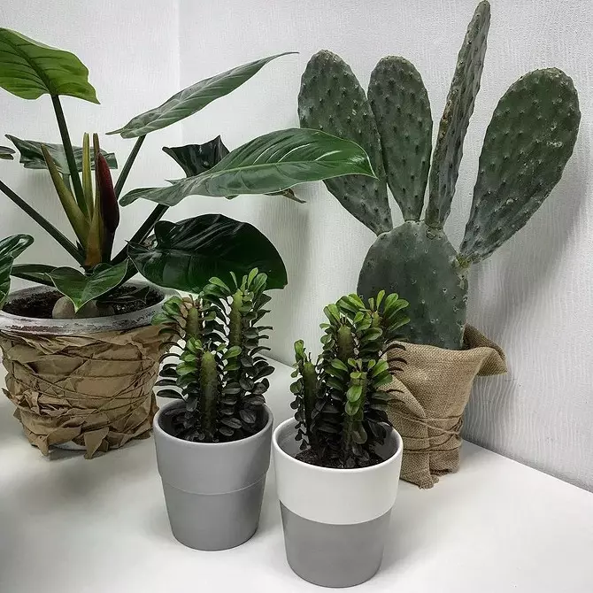7 important tips for care of indoor plants in winter 5177_20