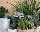 7 important tips for care of indoor plants in winter 5177_3