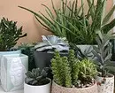 冬の屋内植物のケアのための7つの重要なヒント 5177_3