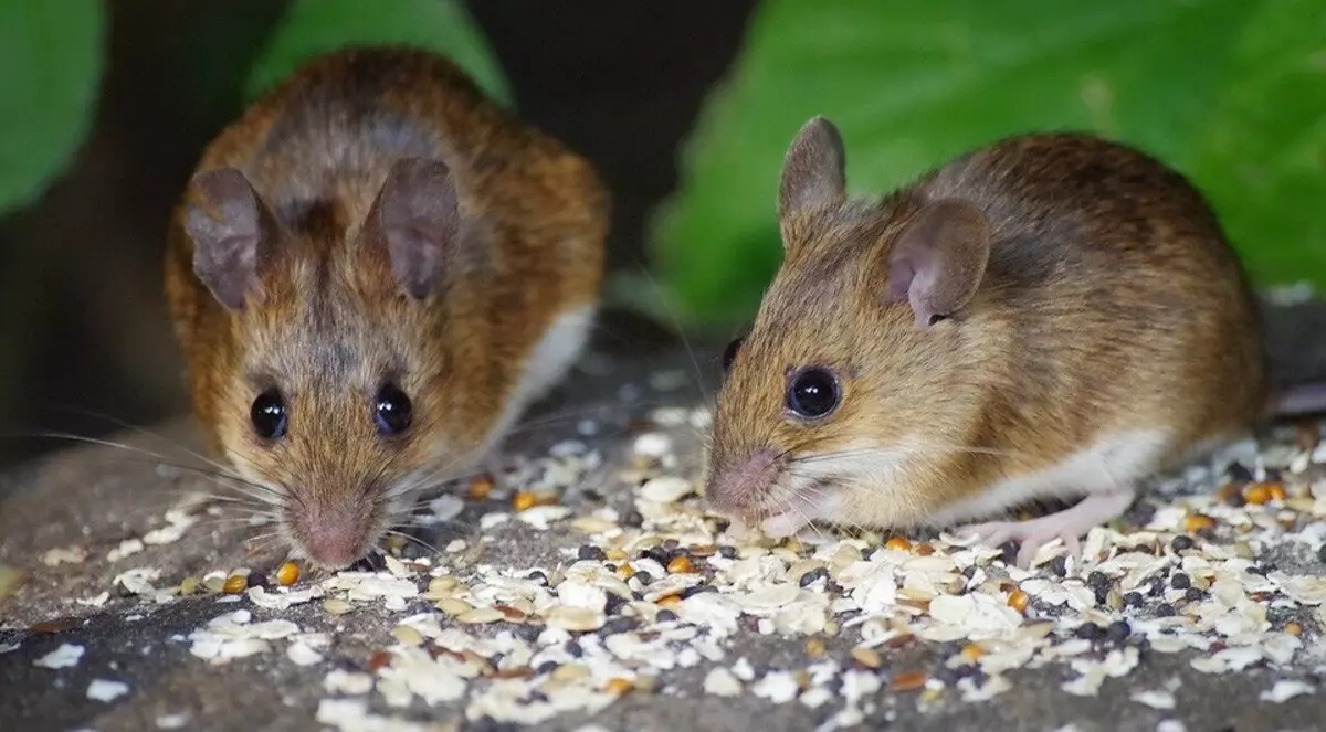 Kako se riješiti miševa u stambenim vremenima i zauvijek 5256_4