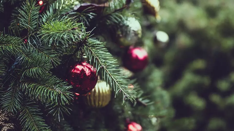 Lifehak: how to keep the New Year tree fresh for a long time 5263_7