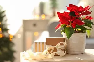 5 plantes amb les quals podeu decorar la casa per al nou any (excepte l'arbre de Nadal) 5423_1