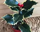 5 plantes amb les quals podeu decorar la casa per al nou any (excepte l'arbre de Nadal) 5423_13